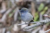 Rufous-gorgeted Flycatcher, Yutang La Pass, Bhutan, April 2008 - click for larger image