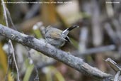 Rufous-gorgeted Flycatcher, Yutang La Pass, Bhutan, April 2008 - click for larger image