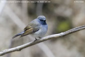 Rufous-gorgeted Flycatcher, Yutang La Pass, Bhutan, April 2008 - click for larger image