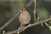 Striated Laughingthrush, Lingmethang Road, Mongar, Bhutan, April 2008 - click for larger image