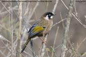 Black-faced Laughingthrush, Drugyel Dzong, Paro, Bhutan, March 2008 - click for larger image