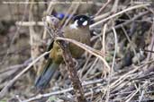 Black-faced Laughingthrush, Drugyel Dzong, Paro, Bhutan, March 2008 - click for larger image