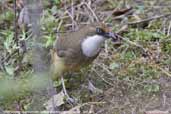 White-throated Laughingthrush, Lingmethang Road, Mongar, Bhutan, April 2008 - click for larger image