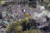 White-throated Laughingthrush, Kori La Pass, Mongar, Bhutan, April 2008 - click for larger image