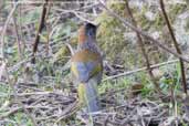 Chestnut-crowned Laughingthrush, Drugyel Dzong, Paro, Bhutan, March 2008 - click for larger image