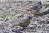 Chestnut-crowned Laughingthrush, Drugyel Dzong, Paro, Bhutan, March 2008 - click for larger image