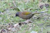 Chestnut-crowned Laughingthrush, Drugyel Dzong, Paro, Bhutan, March 2008 - click for larger image