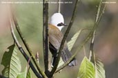 White-crested Laughingthrush, Kori La Pass, Mongar, Bhutan, April 2008 - click for larger image