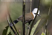 White-crested Laughingthrush, Kori La Pass, Mongar, Bhutan, April 2008 - click for larger image