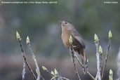 Bhutanese Laughingthrush, Kori La Pass, Mongar, Bhutan, April 2008 - click for larger image