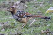 Spotted Laughingthrush, Drugyel Dzong, Paro, Bhutan, March 2008 - click for larger image