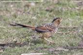 Spotted Laughingthrush, Drugyel Dzong, Paro, Bhutan, March 2008 - click for larger image