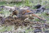 Spotted Laughingthrush, Drugyel Dzong, Paro, Bhutan, March 2008 - click for larger image