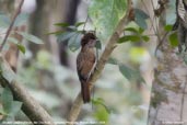 Striated Laughingthrush, Mo Chu River, Bhutan, March 2008 - click for larger image