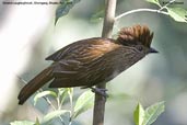 Striated Laughingthrush, Shemgang, Bhutan, April 2008 - click for larger image