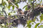 Collared Owlet, Lingmethang Road, Mongar, Bhutan, April 2008 - click for larger image