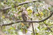 Asian Barred Owlet, Mo Chu River, Wangdue Phodrang, Bhutan, March 2008 - click for larger image