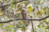 Asian Barred Owlet, Mo Chu River, Wangdue Phodrang, Bhutan, March 2008 - click for larger image