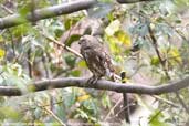 Asian Barred Owlet, Mo Chu River, Wangdue Phodrang, Bhutan, March 2008 - click for larger image