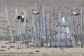 Black-necked Crane, Phobjikha, Wangdue Phodrang, Bhutan, March 2008 - click for larger image