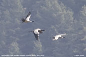 Black-necked Crane, Phobjikha, Wangdue Phodrang, Bhutan, March 2008 - click for larger image