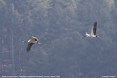 Black-necked Crane, Phobjikha, Wangdue Phodrang, Bhutan, March 2008 - click for larger image