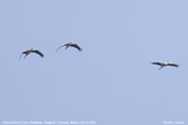 Black-necked Crane, Phobjikha, Wangdue Phodrang, Bhutan, March 2008 - click for larger image