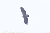 Himalayan Griffon, Pele La Pass, Wangdue Phodrang, Bhutan, March 2008 - click for larger image