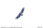 Himalayan Griffon, Pele La Pass, Wangdue Phodrang, Bhutan, March 2008 - click for larger image