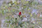 Male Scarlet Finch, Kori La Pass, Mongar, Bhutan, April 2008 - click for larger image