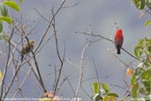 Female & Male Scarlet Finch, Deothang, Samdrup Jongkhar, Bhutan, April 2008 - click for larger image