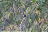 White-throated Kingfisher, Deothang, Samdrup Jongkhar, Bhutan, April 2008 - click for larger image