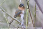 Rufous Sibia, Drugyel Dzong, Paro, Bhutan, March 2008 - click for larger image