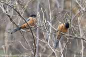 Rufous Sibia, Drugyel Dzong, Paro, Bhutan, March 2008 - click for larger image