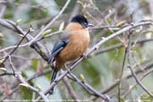 Rufous Sibia, Pele La Pass, Wangdue Phodrang, Bhutan, March 2008 - click for larger image