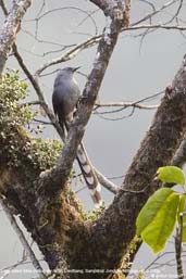 Long-tailed Sibia, Deothang, Samdrup Jongkhar, Bhutan, April 2008 - click for larger image