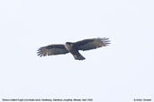 Rufous-bellied Eagle, Deothang, Samdrup Jongkhar, Bhutan, April 2008 - click for larger image