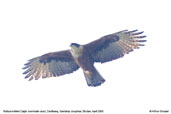 Rufous-bellied Eagle, Deothang, Samdrup Jongkhar, Bhutan, April 2008 - click for larger image