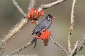 Black Bulbul, Shemgang, Bhutan, March 2008 - click for larger image