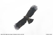 Indian Black Eagle, Shemgang, Bhutan, April 2008 - click for larger image