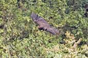 Indian Black Eagle, Deothang, Samdrup Jongkhar, Bhutan, April 2008 - click for larger image