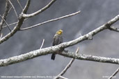 Yellow-rumped Honeyguide, Shemgang, Bhutan, April 2008 - click for larger image