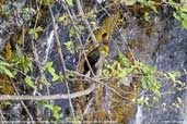 Yellow-rumped Honeyguide, Lingmethang Road, Mongar, Bhutan, April 2008 - click for larger image