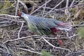 Male Blood Pheasant, Cheli La, Paro, Bhutan, March 2008 - click for larger image