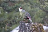 Male Blood Pheasant, Cheli La, Paro, Bhutan, March 2008 - click for larger image