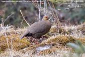 Female Blood Pheasant, Cheli La, Paro, Bhutan, March 2008 - click for larger image