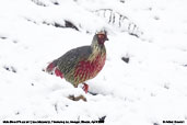 Male Blood Pheasant, Thrumsing La, Mongar, Bhutan, April 2008 - click for larger image