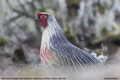 Male Blood Pheasant, Thrumsing La, Mongar, Bhutan, April 2008 - click for larger image