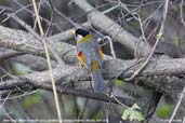 Silver-eared Mesia, Deothang, Samdrup Jongkhar, Bhutan, April 2008 - click for larger image