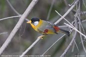 Silver-eared Mesia, Deothang, Samdrup Jongkhar, Bhutan, April 2008 - click for larger image